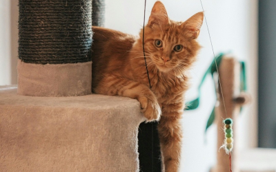 Waarom spelen met je kat onmisbaar is voor haar welzijn