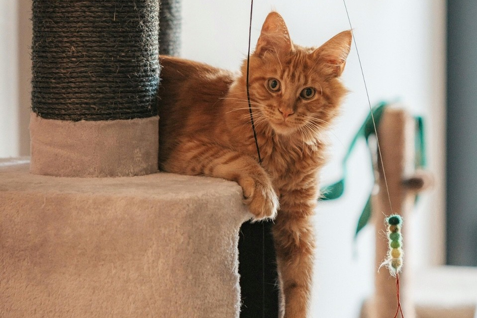 Waarom spelen met je kat onmisbaar is voor haar welzijn