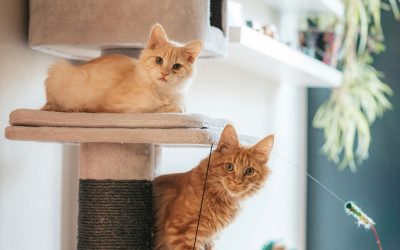 De 3 soorten spel bij katten die je écht moet kennen