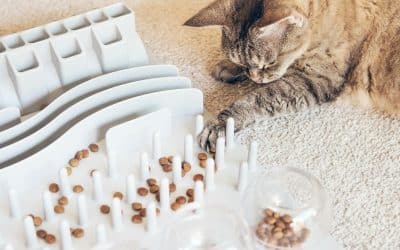 Het jachtproces van je kat in 3 fases
